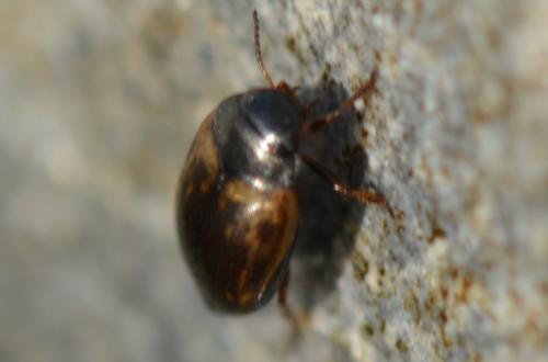 Hydroporus tessellatus